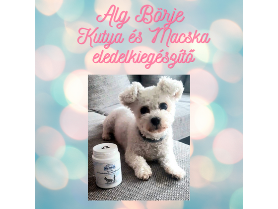 Vitaminok és ásványi anyagok kutyáknak, macskáknak!